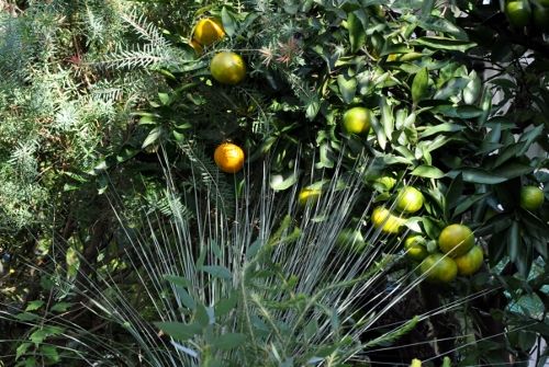 grassmikan1017 (500x335)
