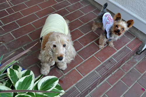 dogs530a_ms