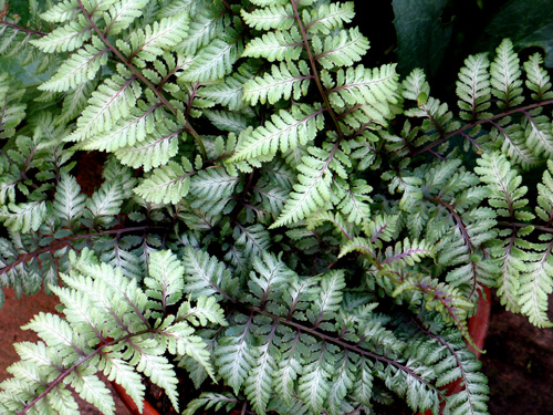 園芸ガイド 自主連動企画vol 11 羊歯の魅力 Alex S Garden Party