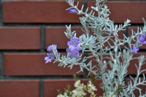 オーストラリアの植物で寄せ植え Alex S Garden Party