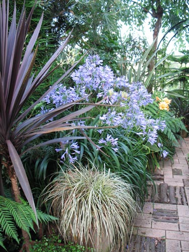 我が家の庭木 １３ レッドスター Alex S Garden Party