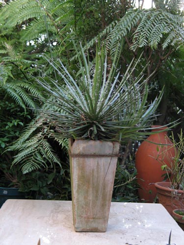 agave326