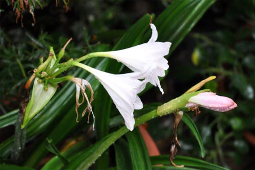 amarucrinum905_ms