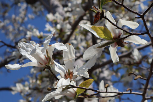 コブシ 我が家の庭木 ４６ Alex S Garden Party