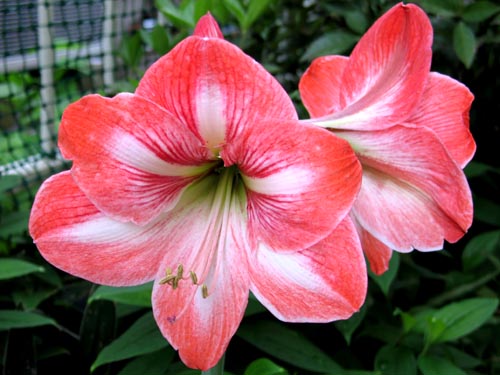 調べはアマリリス Alex S Garden Party