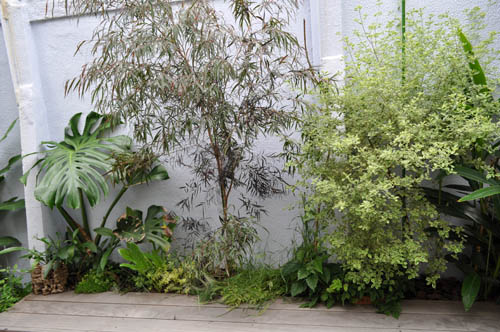 Agonis flexuosa `After Dark'605x_ms