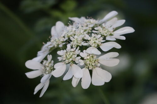 ブルーハイビスカスとオルレアとアイスバーグ Alex S Garden Party