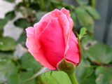 rose825