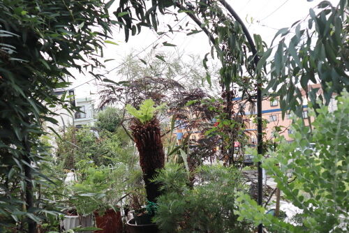 気になるディクソニア・・・Alex's garden Lesson 283 : Alex's Garden