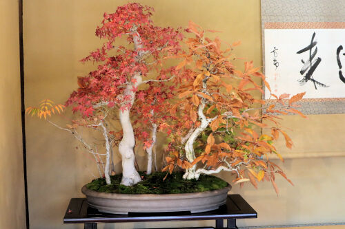 bonsai1125ms