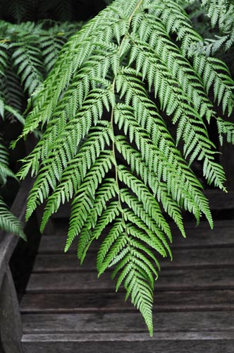 dicksonia713b_ms
