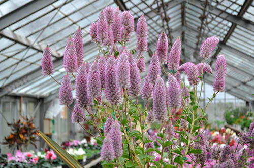 Luzerne ゴールド花柄ショープレート『ディーバロータス