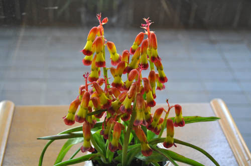 Lachenalia akachouchin_ms