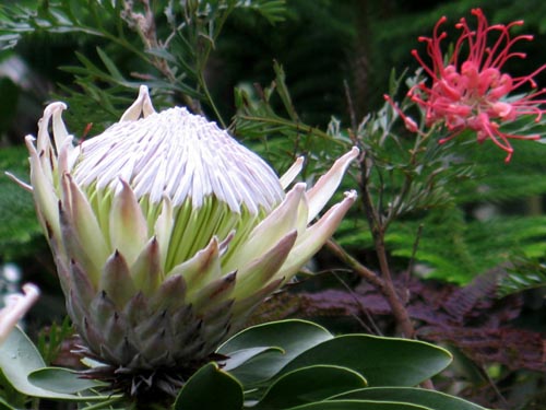 南アフリカ原産の花 Alex S Garden Party