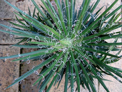 アガベ滝の白糸・・The Best 100 Plants in Alex's Garden : Alex's