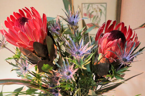 protea1121bms