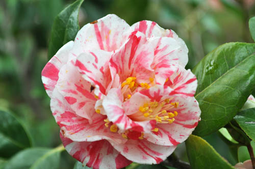 hanaguruma328_ms