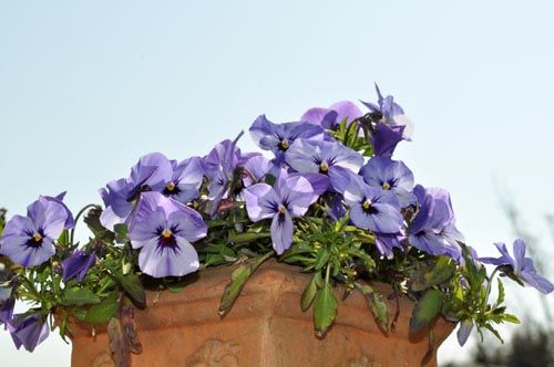 viola328_ms