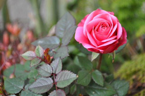 minirose320_ms