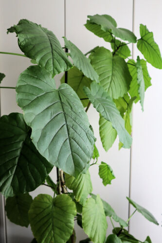 ficus130ms