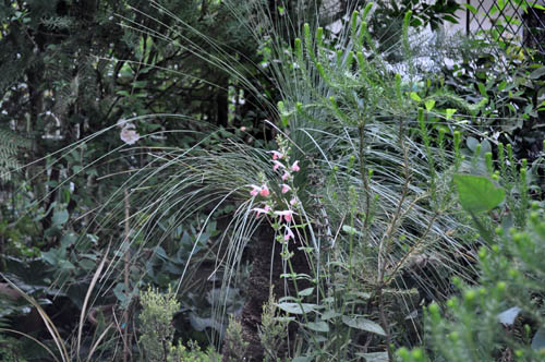 pinksalvua730_ms