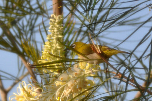 グレビレア・ムーンライト・・我が家の庭木（2）＆アンザック