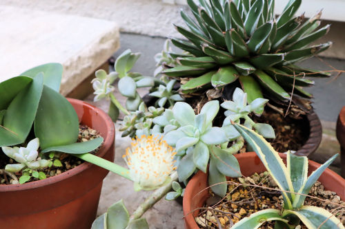haemanthus1102ams