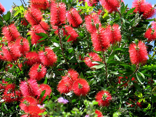 ２００７年総集編 オーストラリアの花 Alex S Garden Party