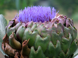 artichoke624