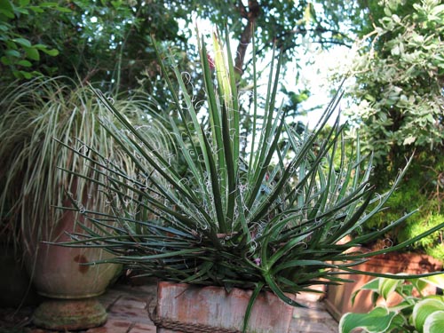 agave816