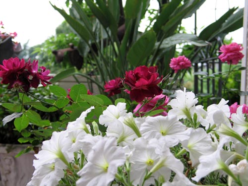 petunia621