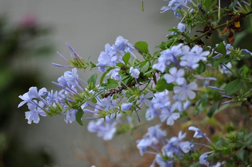 rurimaturi827a_ms