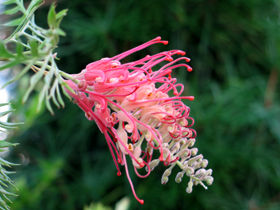オススメのオージー花木 Alex S Garden Party
