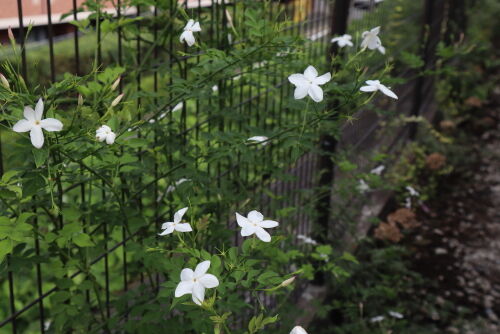 Jasminum polyanthum713ams