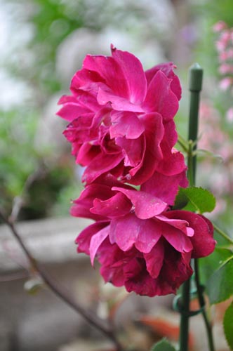 カーディナル ヒューム 薔薇の王子様じゃなくてオジ様を目指して Vol１７ Alex S Garden Party