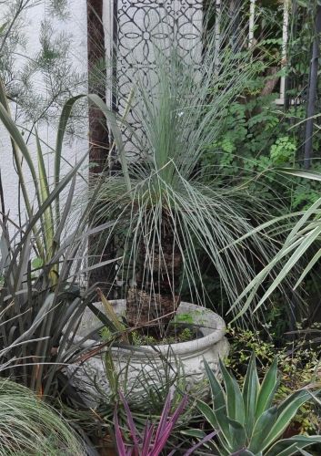 grasstree1020 (353x500)