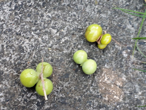 mukuogjims