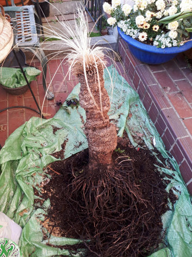 grasstree325a ms