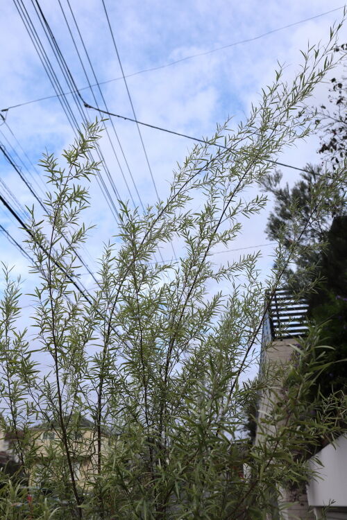 107）シルバーティーツリー : Alex's Garden Party♪