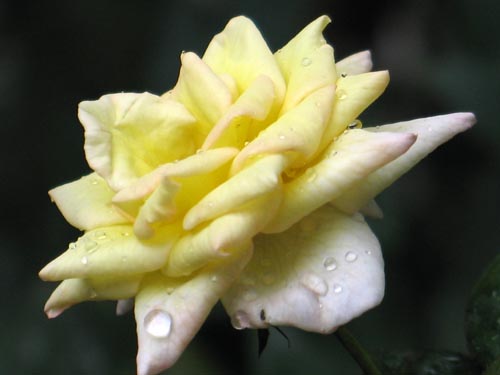 rose919