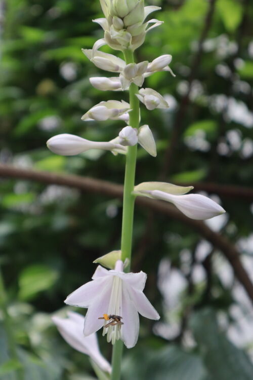 hosta705ams