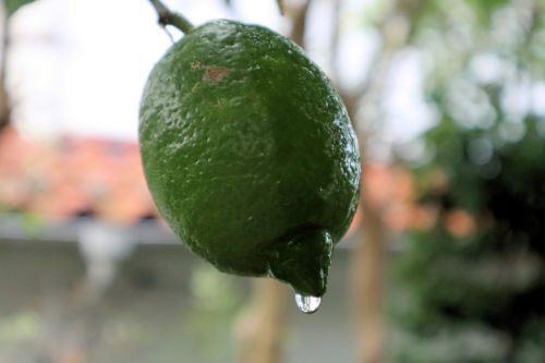 lemon1020ms