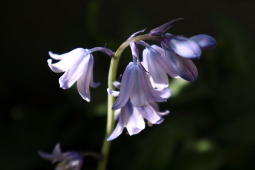 Alexの お薦めの植物シリーズ B 初夏の花 ５ シラーカンパニュラ Alex S Garden Party