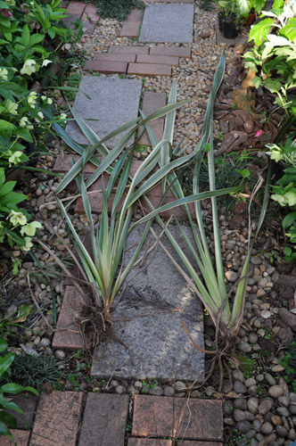 ニューサイランの株分け : Alex's Garden Party♪