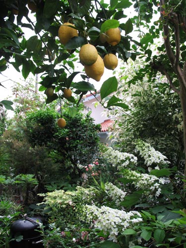 lemon604