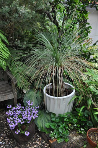 grasstree621_ms