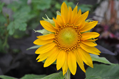 ひまわり 夏の花（15）ひまわり : Alex's Garden Party♪