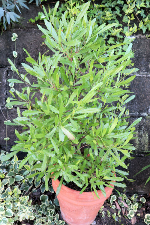 ドドナエア 我が家の庭木 ５７ Alex S Garden Party