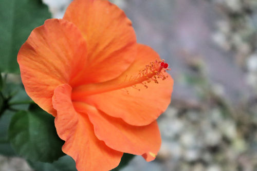hybiscus914dms