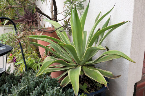 アガベ・ベネズエラ・・・The Best 100 Plants in Alex's Gar